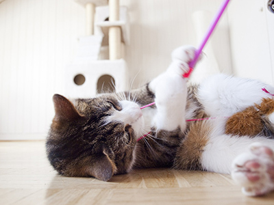 A cat playing with a string toy