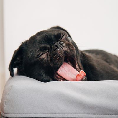 Pug yawning