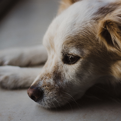 Nervous dog lying down