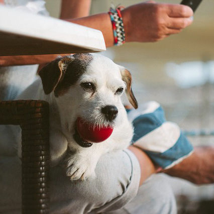 Dog with ball