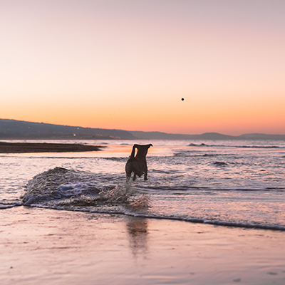 Dog standing in the surf