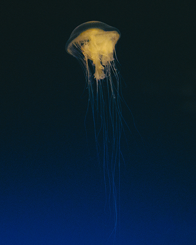 Jellyfish stings should be treated by a veterinarian