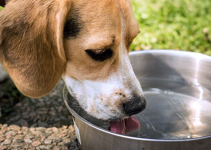 Dog drinking clean water