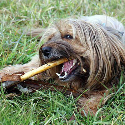 Dog chewing on a bone