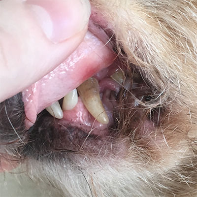 what causes a tooth abscess in dogs