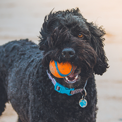 Dog with a ball in his mouth.