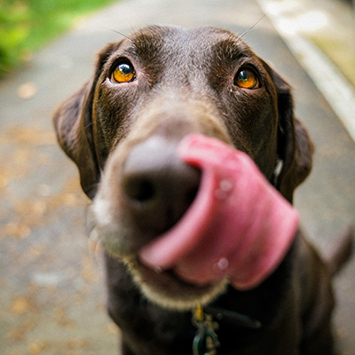 Lure your dog with treats and praise