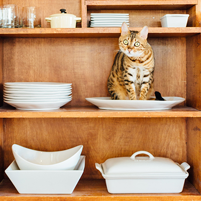 A ginger tabby cat sits in a ceramic bowl on a shelf