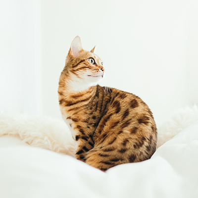 A ginger tabby cat photographed in natural light against a white background