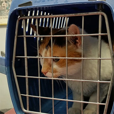 A calico cat in a carrier