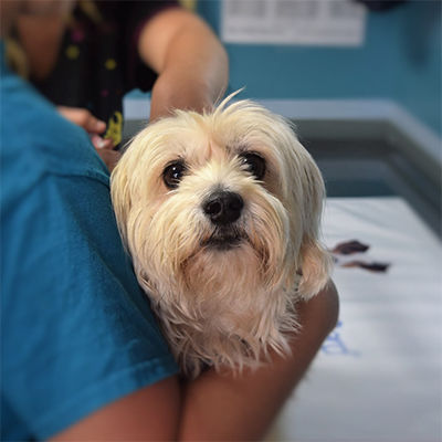 A maltese being held by a vet tech