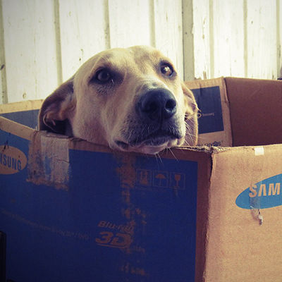 Packing Your Dog