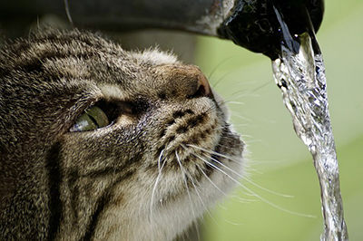 Cat with water