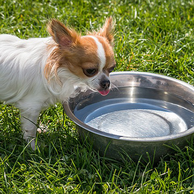 Chihuahua drinking from a metal water bowl