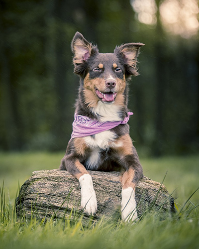 Superdog sitting on a log