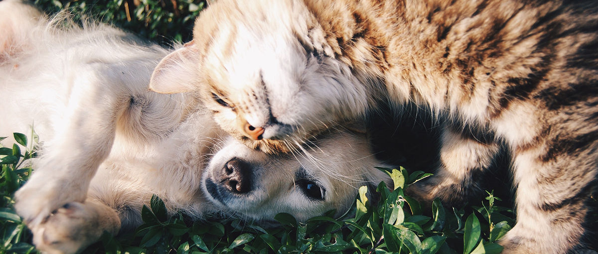 Dog and Cat Friends