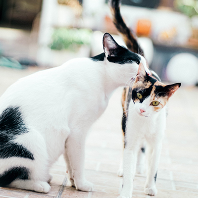 Mother cat sniffing kitten