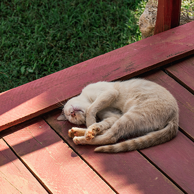 Cat sleeping in the sun in an enclosed backyard