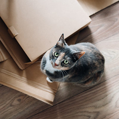 A cat looking suspicious as she explores cardboard