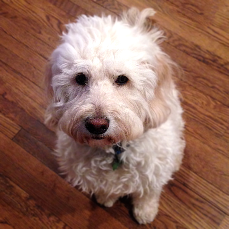 Charlie the goldendoodle poses against a wood floor