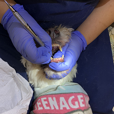 Charlie the goldendoodle gets his teeth cleaned