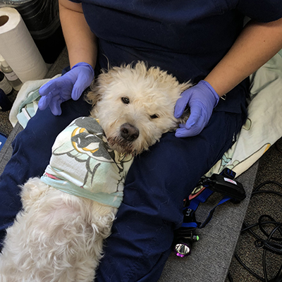 Charlie the goldendoodle is bundled in a towel and ready to have his teeth cleaned.