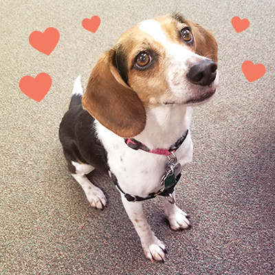 Ruby sitting in the waiting room, looking cute