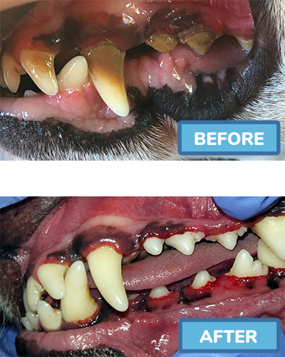 Ruby's teeth before and after cleaning