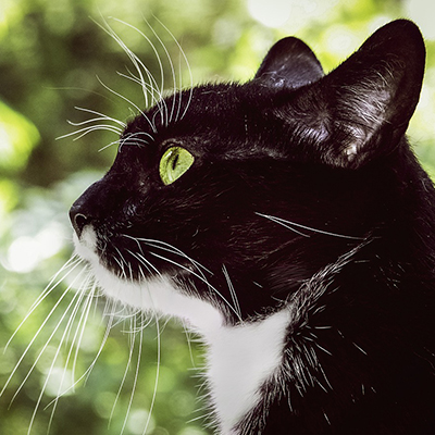 Black cat with long whiskers