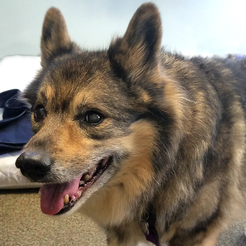 Swedish vallhund hot sale corgi mix