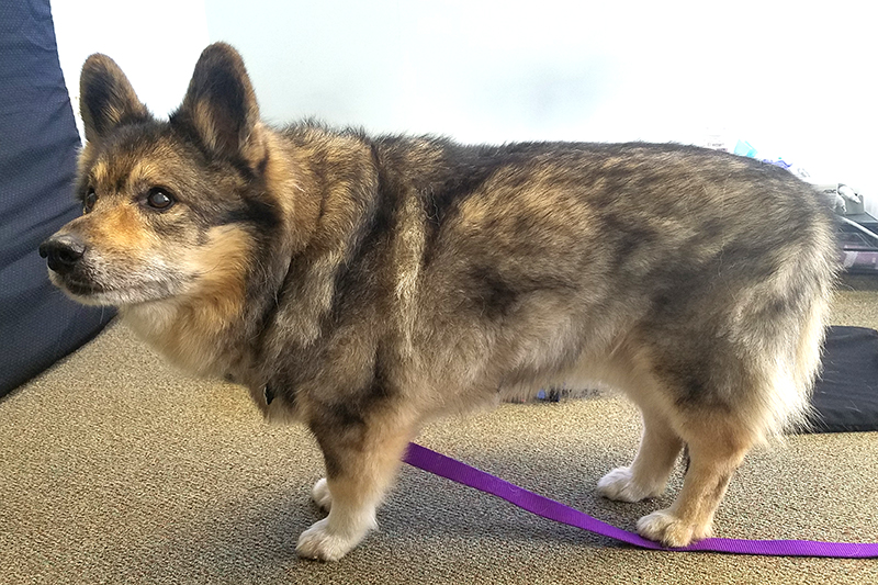 are swedish vallhunds good dogs