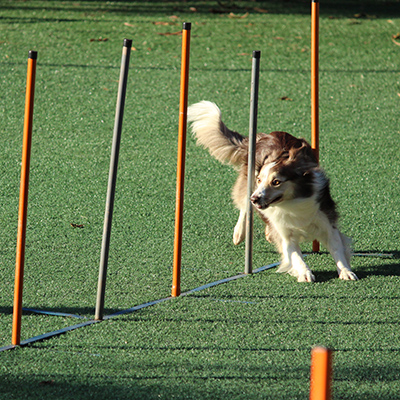 A dog runs through an agility course