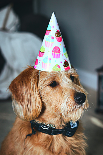 This dog is ready to party.